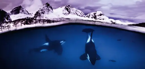[BK-XXL-411032] BK-XXL-Planet Ozean-Postkarte »Orcas unter der Oberfläche, Norwegen«