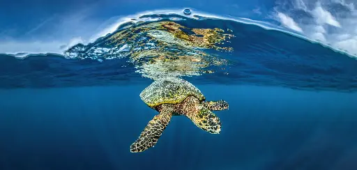 [BK-XXL-411036] BK-XXL-Planet Ozean-Postkarte »Karettschildkröte unter der Oberfläche, Malediven«