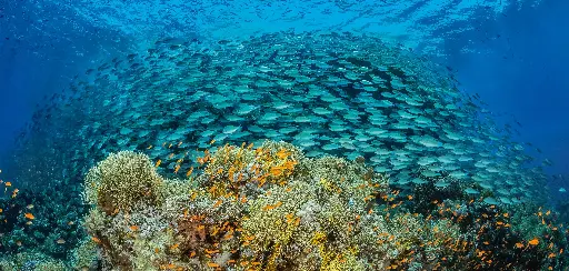 [BK-XXL-411037] BK-XXL-Planet Ozean-Postkarte »Schule von Papageifischen vor Riff in Ägypten«