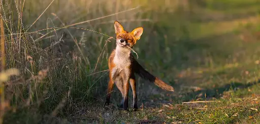 [GEO-XXL-211542] GEO-XXL-Postkarte »Fuchs«